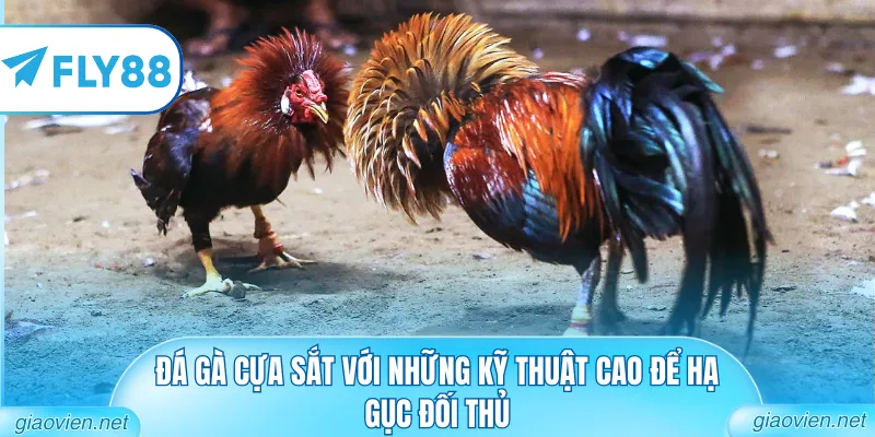 Đá Gà Cựa Sắt Trực Tiếp Với Những Cú Đá Đầy Sát Thương 1 Đá gà cựa sắt với những kỹ thuật cao để hạ gục đối thủ