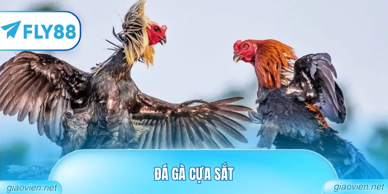 Đá Gà Cựa Sắt Trực Tiếp Với Những Cú Đá Đầy Sát Thương 7 Đá Gà Cựa Sắt